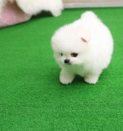 Pomeranian Zwergspitz welpen. 