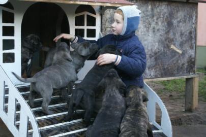 Reinrassige Dogo Canario Welpen