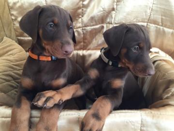 Wundersch?ne Dobermann Welpen