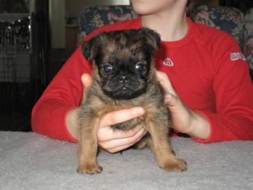 Br�sseler Griffon  + Brabanter Griffon