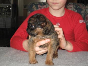 Br�sseler Griffon  + Brabanter Griffon