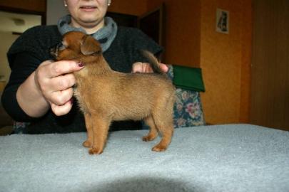 Br�sseler Griffon  + Brabanter Griffon