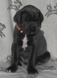 Deutsche Doggenwelpe