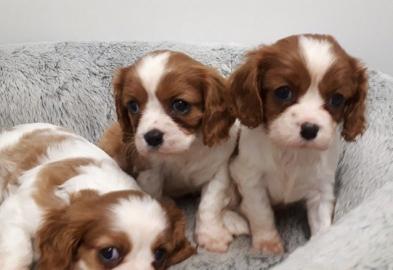 S??e Cavalier king charles Welpen