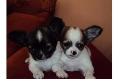 Typvolle Chihuahuawelpen