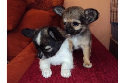 Typvolle Chihuahuawelpen