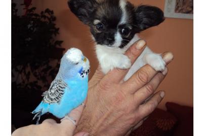 Typvolle Chihuahuawelpen