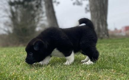 American Akita Welpen