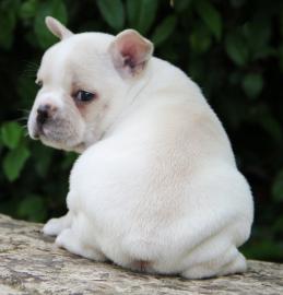 Gesunde und niedlich Franz�sisch Bulldog