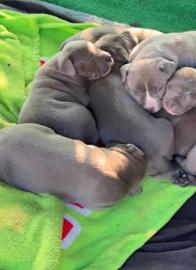 American PitBull Welpen