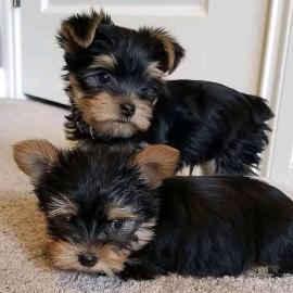 Gesunde S??e Yorkshire Terrier / Yorkie