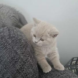 Reinrassige Britisch Kurzhaar Katzenbaby