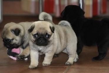 Mini Mops babys Beige und schwarz!!!