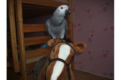 Graupapagei Amy sucht ein neues Zuhause