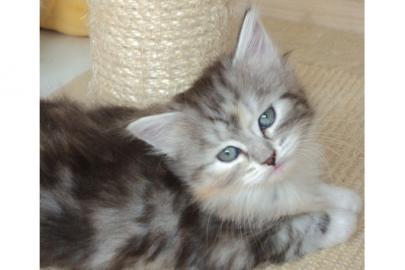 Top kwaliteit Maine coon