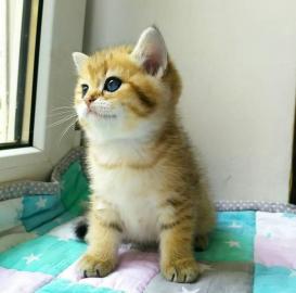 Baby kitten mit papieren