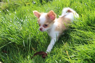 Chihuahua Welpen Gechipt und Geimpft