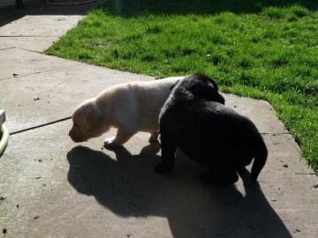 Zuckers��e Labradorh�ndin