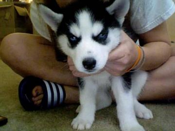Husky Welpen