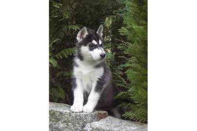 Siberian Husky Welpen