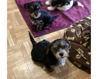 S??e Yorkshire-Terrier-Welpen