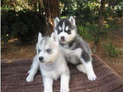 Riesen Siberian Husky Welpen (nur liebev