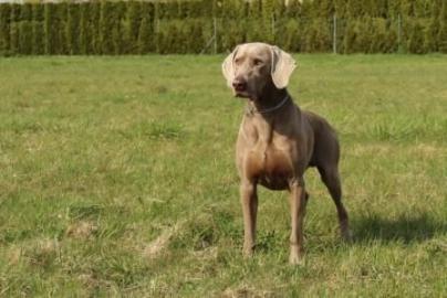 Welpen Weimaraner Kurzhaar mit Papiere