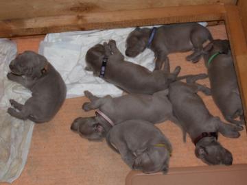 Welpen Weimaraner Kurzhaar mit Papiere