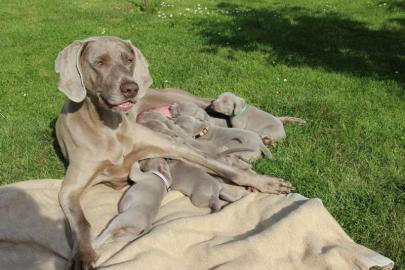 Welpen Weimaraner Kurzhaar mit Papiere