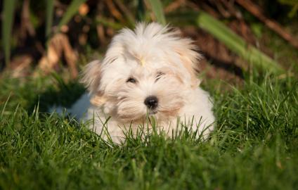 Wunderbare Coton de Tul�ar M�dchen mit F