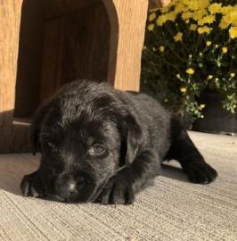Labrador-Apportierhundwelpen bereit, neu