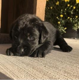 Labrador-Apportierhundwelpen bereit, neu