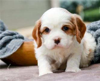 Cavalier King Charles Spaniel Welpen