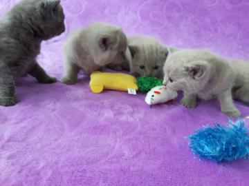 BKH Kitten mit Stammbaum BLUE / LILAC