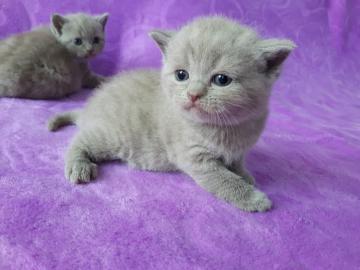 BKH Kitten mit Stammbaum BLUE / LILAC
