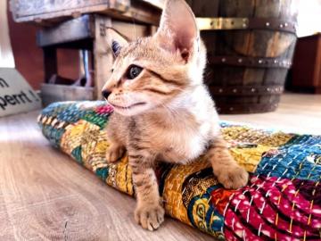 Savannah Kitten F6 SBT