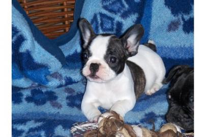 super s�sse Franz�sische Bulldoggen Welp