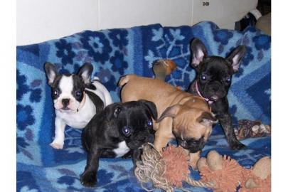 super s�sse Franz�sische Bulldoggen Welp