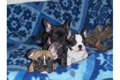 super s�sse Franz�sische Bulldoggen Welp