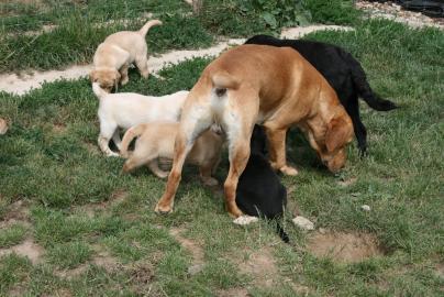 Wundersch�ne Labrador Welpen !
