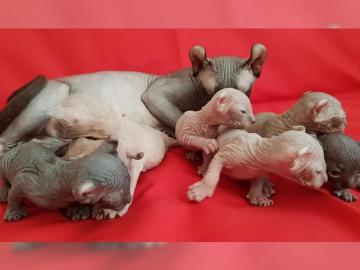 Reinrassigen Sphynx Elf K�tzchen