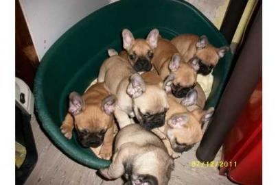 Franz. Bulldoggen Welpen choco mit gr�nen