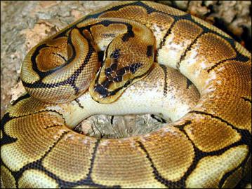 Piebald, Albino,Spider, Lesser platinum