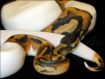 Piebald, Albino,Spider, Lesser platinum