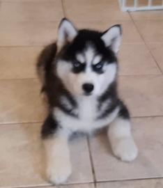 Wundersch?ner Siberian Husky zur Adoptio