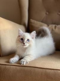 Wundersch?ne Ragdoll-K?tzchen