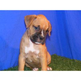 Boxer Welpen mit VDH Papieren