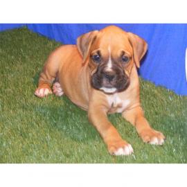 Boxer Welpen mit VDH Papieren