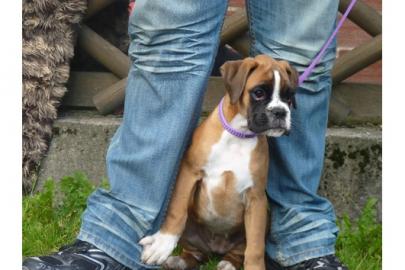 Boxer Welpen mit VDH Papieren
