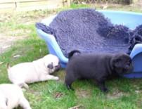 Mops welpen zu verkaufen 100 euro